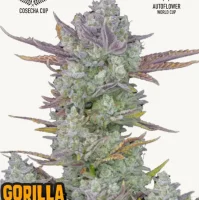 GORILLA COOKIES Auto